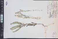 Lepidium densiflorum image