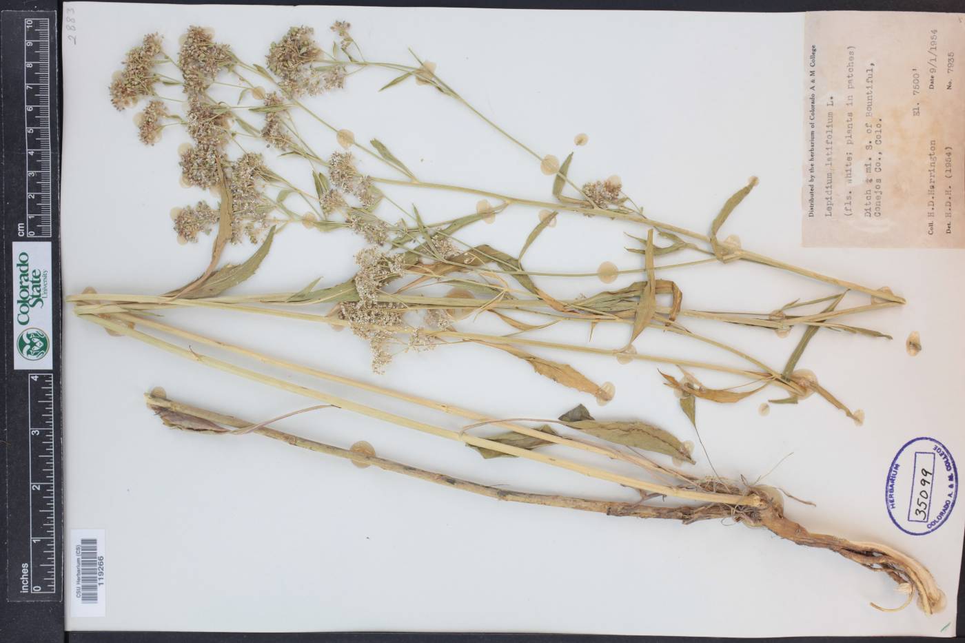 Lepidium latifolium image