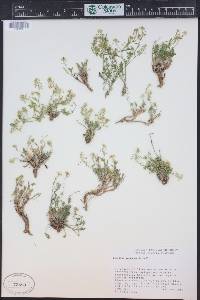 Lepidium montanum image