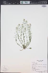 Noccaea fendleri subsp. glauca image