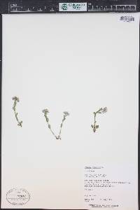 Noccaea fendleri image