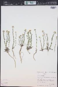 Noccaea fendleri image