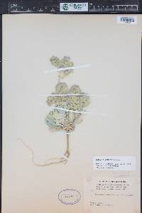 Physaria acutifolia image