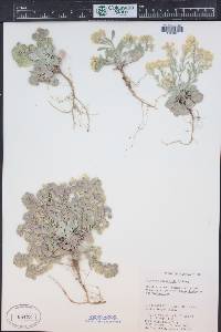 Physaria acutifolia image