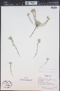 Physaria montana image