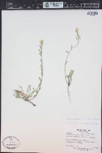 Physaria montana image