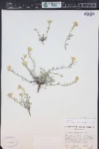 Physaria montana image