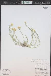 Physaria montana image