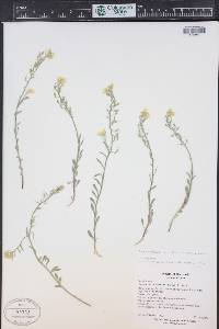 Physaria montana image