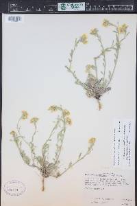 Physaria montana image