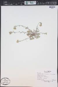 Physaria vicina image