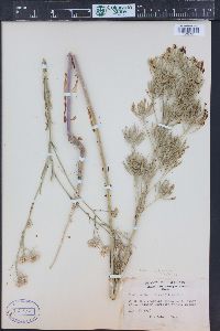 Thelypodium integrifolium image