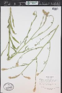 Thelypodium integrifolium image