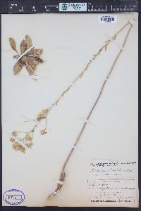 Thelypodium integrifolium image