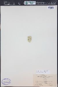 Cylindropuntia imbricata image