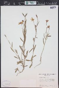 Campanula parryi image