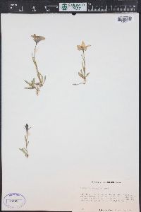 Campanula parryi image