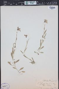 Campanula parryi image