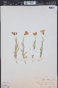 Campanula parryi image