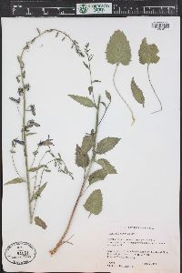 Campanula rapunculoides image