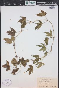 Humulus lupulus var. neomexicanus image