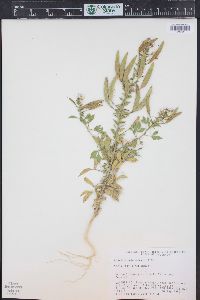 Polanisia dodecandra subsp. trachysperma image