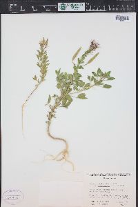 Polanisia dodecandra subsp. trachysperma image