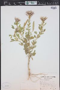 Polanisia dodecandra subsp. trachysperma image