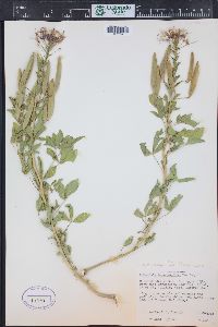 Polanisia dodecandra subsp. trachysperma image