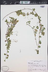 Linnaea borealis image