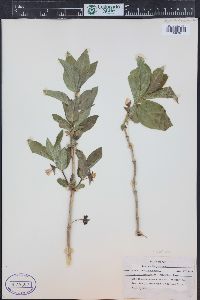 Lonicera involucrata image