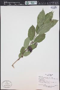 Lonicera involucrata image