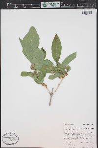 Lonicera involucrata image