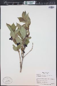 Lonicera involucrata image