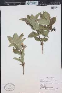 Lonicera involucrata image