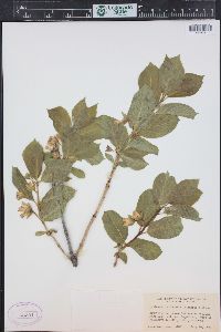 Lonicera involucrata image