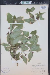 Lonicera involucrata image