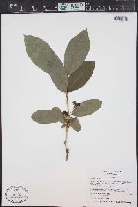 Lonicera involucrata image