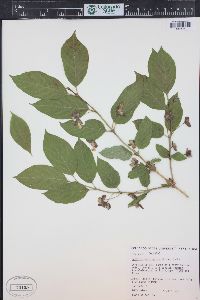 Lonicera involucrata image