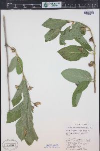 Lonicera involucrata image