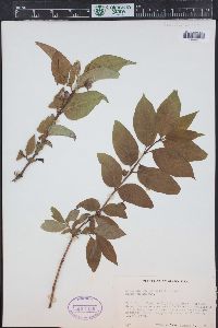 Lonicera involucrata image