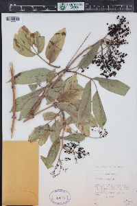 Sambucus cerulea image