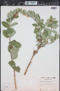 Symphoricarpos occidentalis image