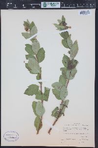 Symphoricarpos occidentalis image