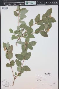 Symphoricarpos occidentalis image