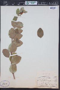 Symphoricarpos occidentalis image