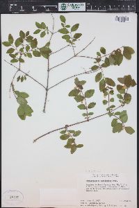 Symphoricarpos rotundifolius image