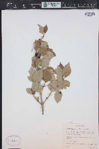 Viburnum edule image