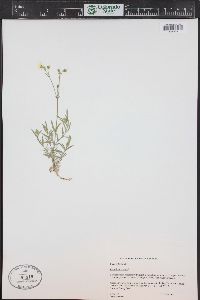 Cerastium arvense subsp. strictum image