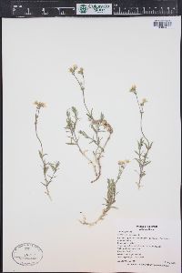 Cerastium arvense subsp. strictum image